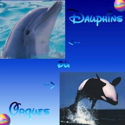 Orques ou Dauphins